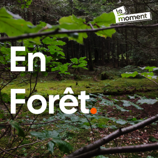 En forêt avec l'association Francis Hallé pour la forêt primaire